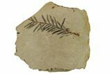 Dawn Redwood (Metasequoia) Fossil - Montana #165221-1